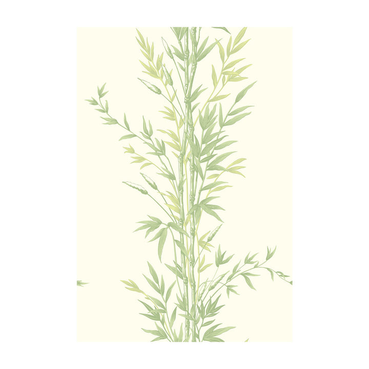 Bamboo Green by Cole & Son Wallcovering COLE & SON ARCHIVE ANTHOLOGY PAPER - 100% United Kingdom Horizontal: and Vertical: 30 20.5 - Fabric Carolina -