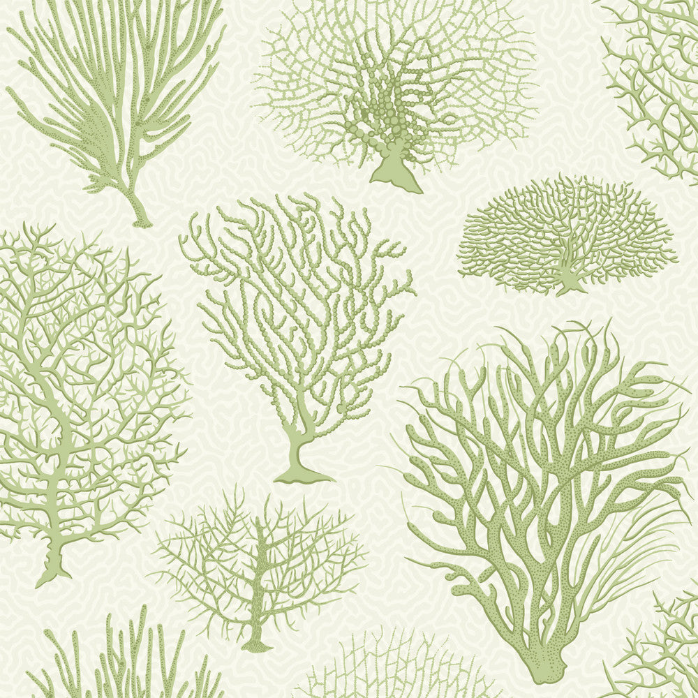 Seafern Soft Green by Cole & Son Wallcovering
