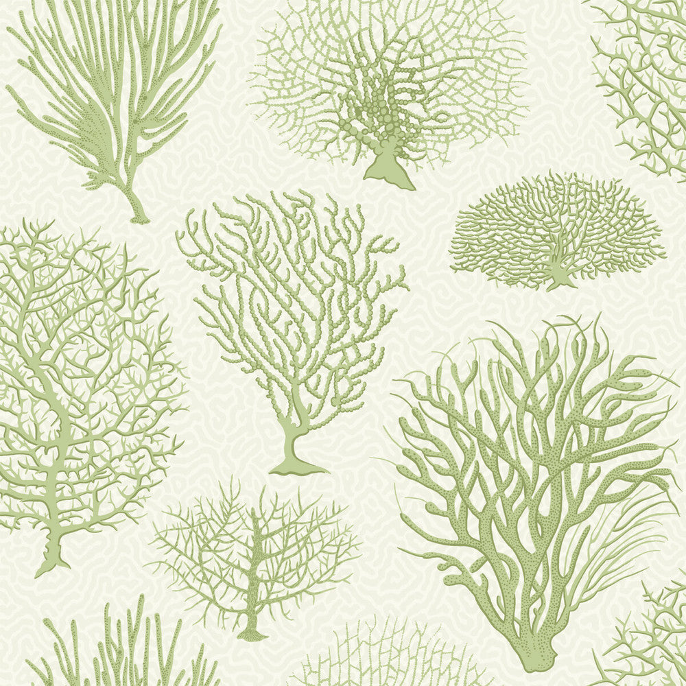 Seafern Soft Green by Cole & Son Wallcovering Cole & Son Wallcovering Seafern Soft GreenWallcovering COLE & SON CURIO PAPER - 100% United Kingdom </p><p>Repeat: H: , V: 20.5 20.5 - Fabric Carolina -