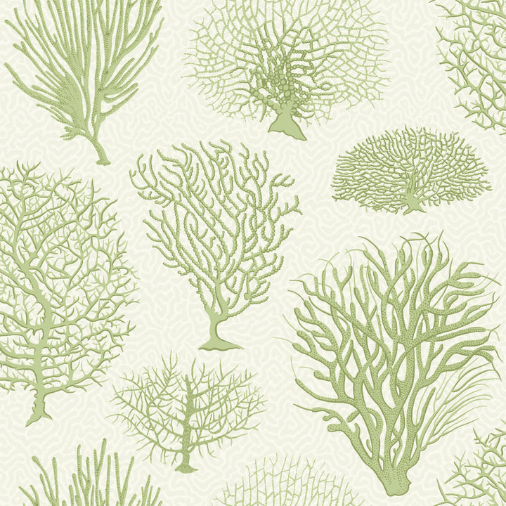 Seafern Soft Green by Cole & Son Wallcovering COLE & SON CURIO PAPER - 100% United Kingdom - Horizontal: - and Vertical: 20.5 20.5 - Fabric Carolina -