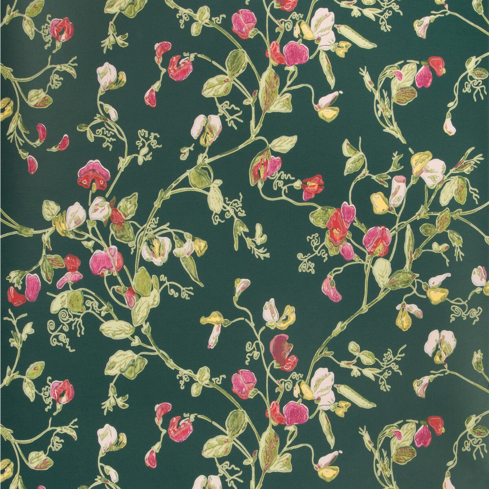 Sweet Pea Cerise/Magen/Vrdn by Cole & Son Wallcovering COLE & SON BOTANICAL BOTANICA PAPER - 100% United Kingdom Horizontal: and Vertical: 15 20.5 - Fabric Carolina -