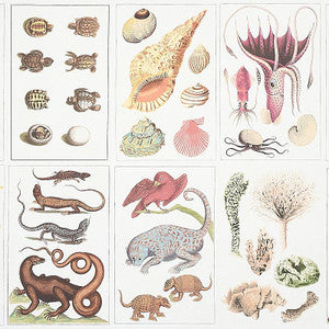 Bauhin Document Multi 5012090 by Schumacher Wallpaper