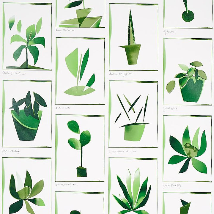 Botanicals Greenhouse 5012691 by Schumacher Wallpaper Peg Norriss 27.0" - Fabric Carolina -
