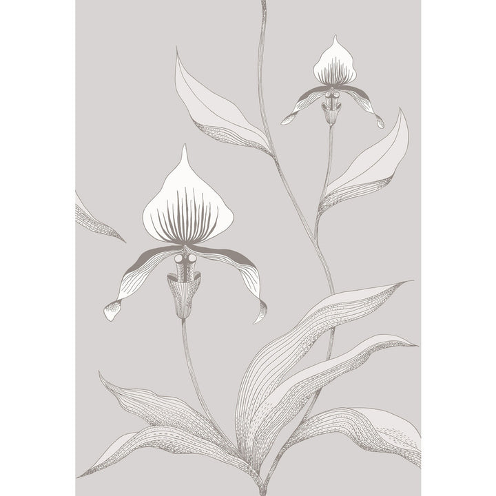 Orchid Grey/White by Cole & Son Wallcovering CONTEMPORARY RESTYLED PAPER - 100% United Kingdom - Horizontal: 21 and Vertical: 30 21 - Fabric Carolina -