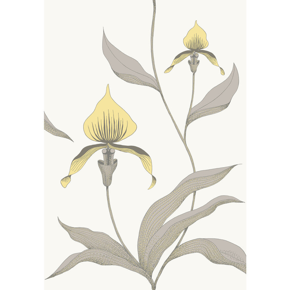 Orchid Yellow/White by Cole & Son Wallcovering Cole & Son Wallcovering Orchid Yellow/WhiteWallcovering CONTEMPORARY RESTYLED PAPER - 100% United Kingdom </p><p>Repeat: H: 21, V: 30 21 - Fabric Carolina -