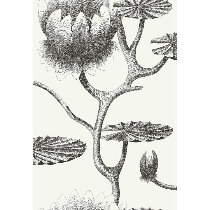 Lily Black/White by Cole & Son Wallcovering Cole & Son Wallcovering Lily Black/WhiteWallcovering CONTEMPORARY RESTYLED PAPER - 100% United Kingdom </p><p>Repeat: H: 20.5, V: 30 20.5 - Fabric Carolina -