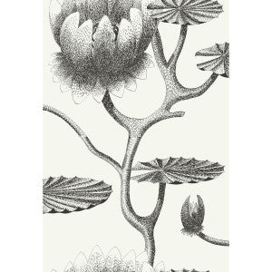 Lily Black/White by Cole & Son Wallcovering
