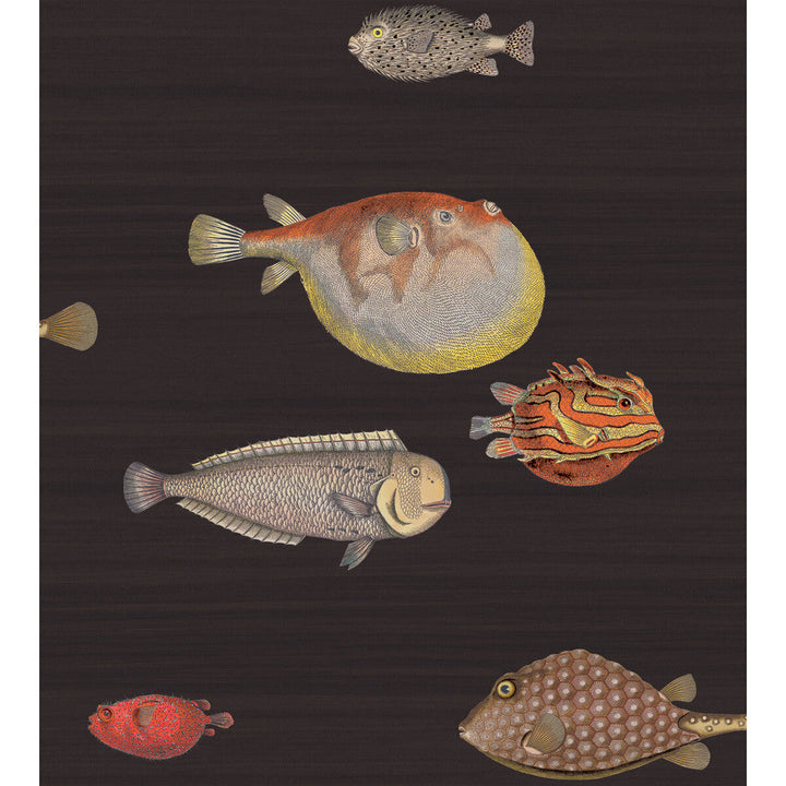 Acquario Black & Mult by Cole & Son Wallcovering Cole & Son Wallcovering Acquario Black & MultWallcovering COLE & SON FORNASETTI PAPER - 100% United Kingdom </p><p>Repeat: H: , V: 29.94 27 - Fabric Carolina -