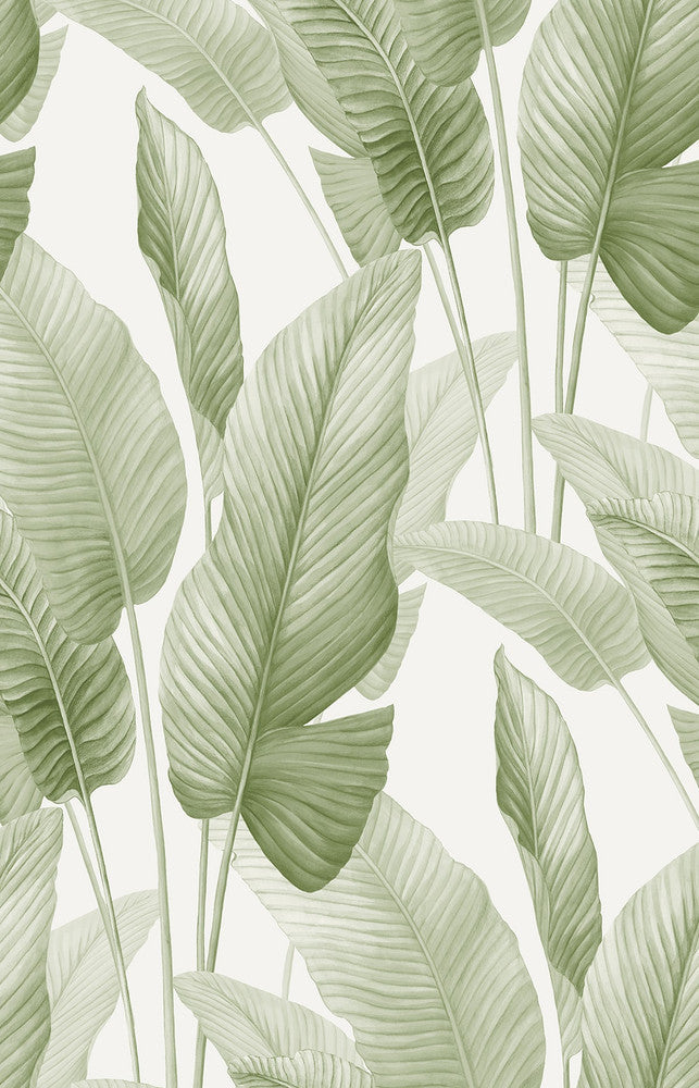 Mantra Matcha AG60004 by Seabrook Designs Designer Wallpaper