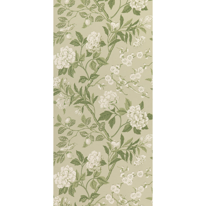 Emperor'S Garden Soft Green by G P & J Baker Wallcovering G P & J Baker Wallcovering Emperor'S Garden Soft GreenWallcovering SIGNATURE II WALLPAPERS NON WOVEN - 100% United Kingdom </p><p>Repeat: H: 20.488, V: 24.034 20.488 - Fabric Carolina -