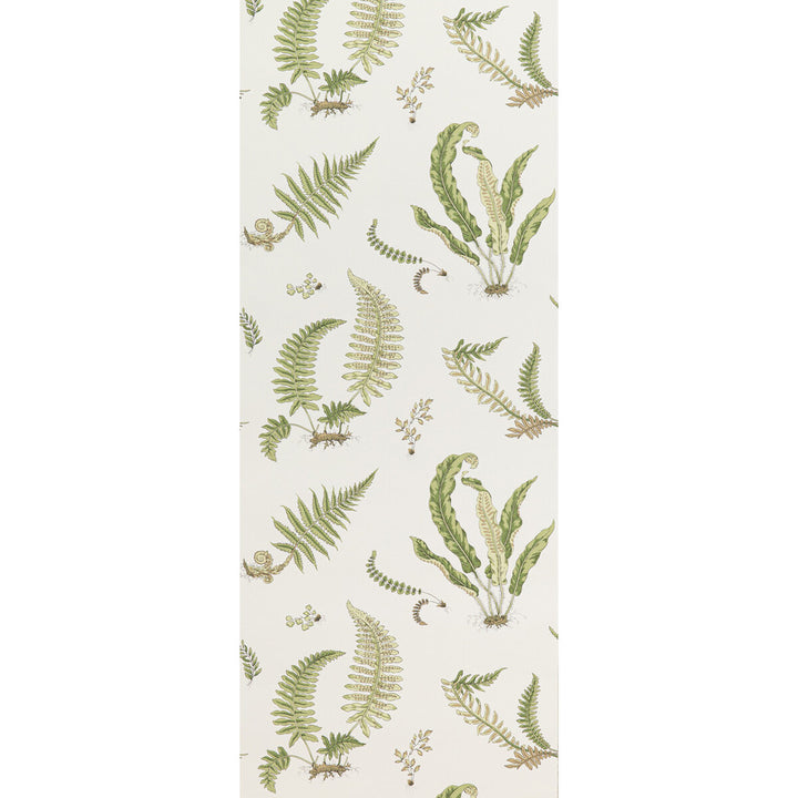 Ferns Leaf by G P & J Baker Wallcovering SIGNATURE II WALLPAPERS PAPER - 100% United Kingdom - Horizontal: 20.488 and Vertical: 20.882 20.488 - Fabric Carolina -