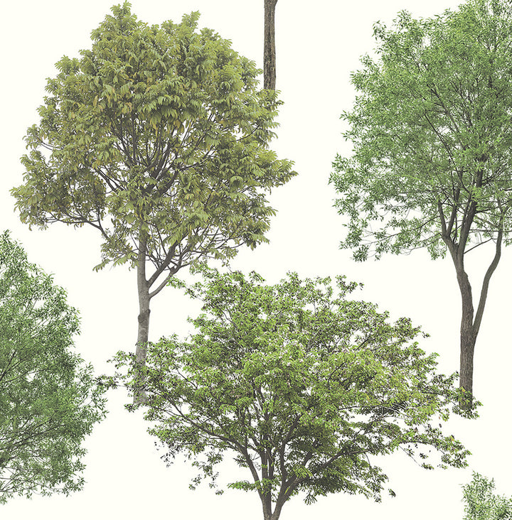 Tree Tops Green Photographic Wallpaper by Brewster Brewster Essentials Covers about 56.4 square feet 20.5-in by 33-ft long roll Unpasted 10.43 - Fabric Carolina -