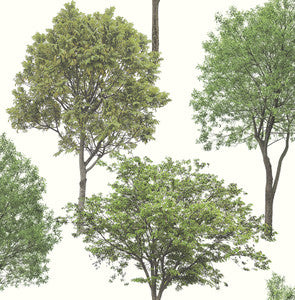 Tree Tops Green Photographic Wallpaper by Brewster