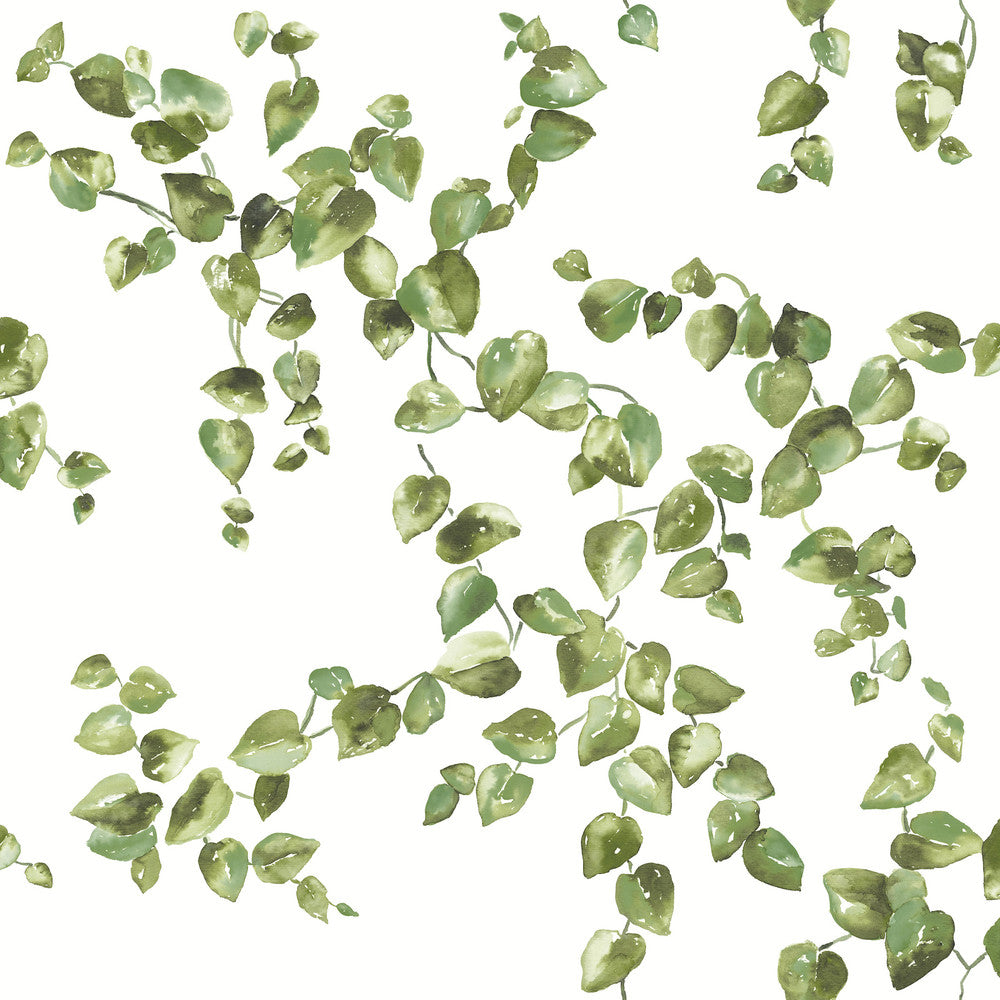 Creeping Fig Vine Green Wallpaper by York Wallcoverings Earthy Tones Covers about 56.4 square feet 20.5-in by 33-ft long roll Unpasted 20.5 - Fabric Carolina -