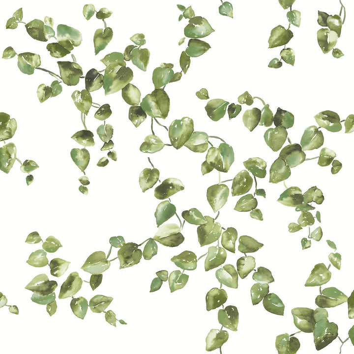 Creeping Fig Vine Green Wallpaper by York Wallcoverings Earthy Tones Covers about 56.4 square feet 20.5-in by 33-ft long roll Unpasted 20.5 - Fabric Carolina -