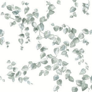 Creeping Fig Vine Sage Wallpaper by York Wallcoverings