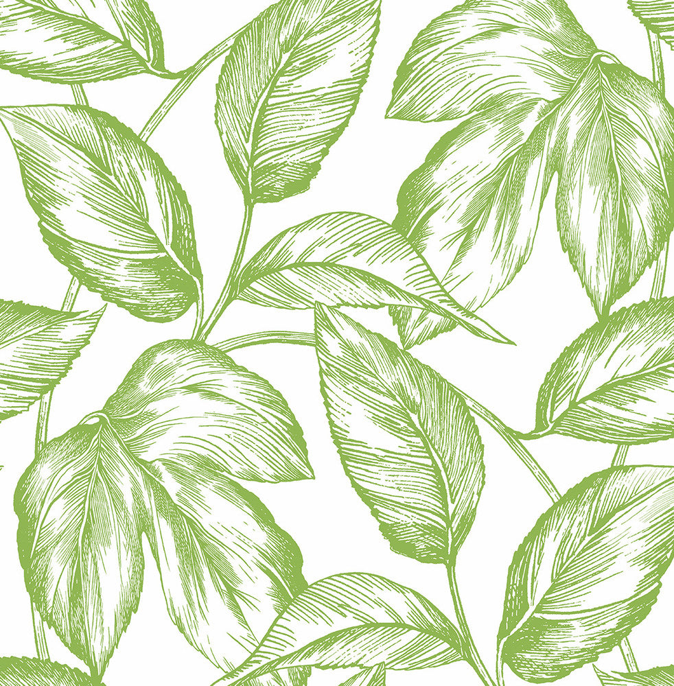 Sketched Leaves Greenery by Seabrook Wallpaper NextWall Peel & Stick United States 30.75 20.87" 20.5" - Fabric Carolina -