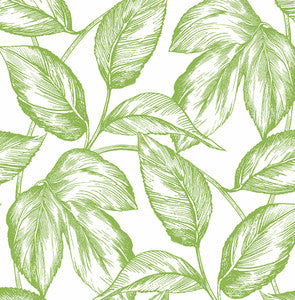 Sketched Leaves Greenery by Seabrook Wallpaper