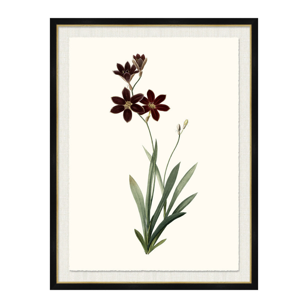 Ixia Grandiflora QR-21771.MULTI1.0 by CuratedKravet CuratedKravet A Boatanical masterpiece floating on Kravet Smart linen 34960-101, on Archival paper with a hand deckled edge. Featuring a gold lipped black wood frame. Made to order in the USA. United States </p><p>Dimensions: Length 38, Height 50, Width 1 Paper - 75%, Wood - 20%, Glass - 5% - Fabric Carolina -