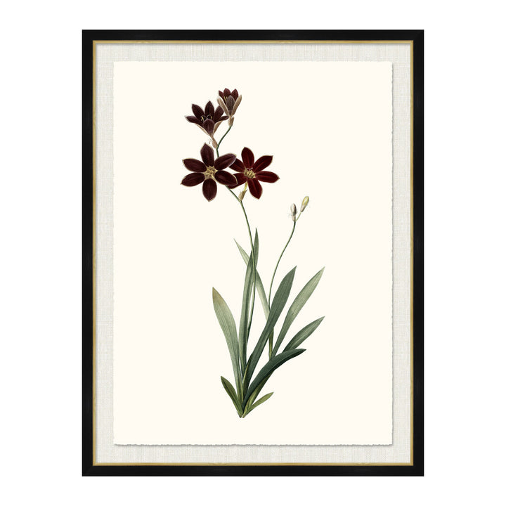 Ixia Grandiflora QR-21771.MULTI1.0 by CuratedKravet CuratedKravet A Boatanical masterpiece floating on Kravet Smart linen 34960-101, on Archival paper with a hand deckled edge. Featuring a gold lipped black wood frame. Made to order in the USA. United States </p><p>Dimensions: Length 38, Height 50, Width 1 Paper - 75%, Wood - 20%, Glass - 5% - Fabric Carolina -