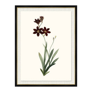 Ixia Grandiflora QR-21771.MULTI1.0 by CuratedKravet