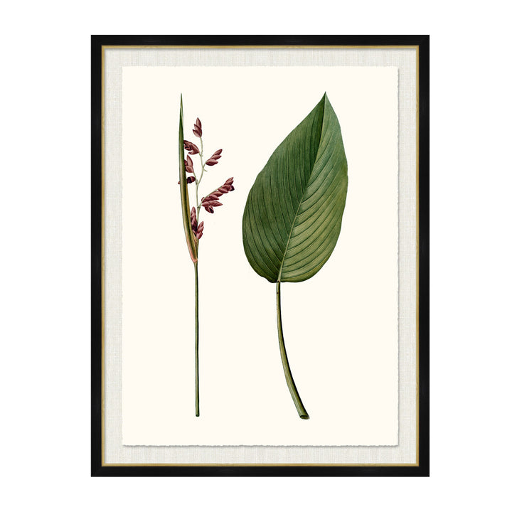 Peronia Stricta QR-21771.MULTI2.0 by CuratedKravet CuratedKravet A Boatanical masterpiece floating on Kravet Smart linen 34960-101, on Archival paper with a hand deckled edge. Featuring a gold lipped black wood frame. Made to order in the USA. United States </p><p>Dimensions: Length 38, Height 50, Width 1 Paper - 75%, Wood - 20%, Glass - 5% - Fabric Carolina -
