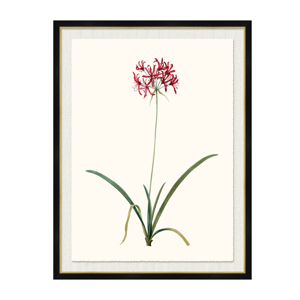 Amaryllis Undula QR-21771.MULTI3.0 by CuratedKravet CuratedKravet A Boatanical masterpiece floating on Kravet Smart linen 34960-101, on Archival paper with a hand deckled edge. Featuring a gold lipped black wood frame. Made to order in the USA. United States </p><p>Dimensions: Length 38, Height 50, Width 1 Paper - 75%, Wood - 20%, Glass - 5% - Fabric Carolina -