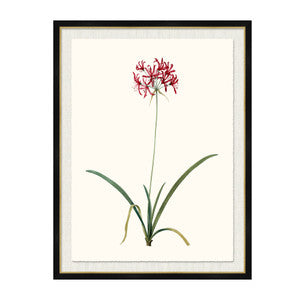 Amaryllis Undula QR-21771.MULTI3.0 by CuratedKravet