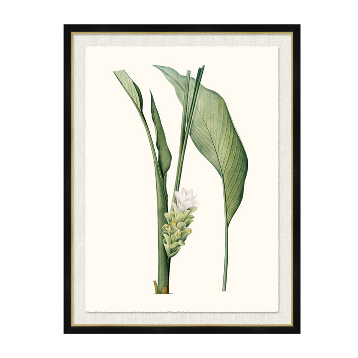 Curcuma Longa QR-21771.MULTI4.0 by CuratedKravet CuratedKravet A Boatanical masterpiece floating on Kravet Smart linen 34960-101, on Archival paper with a hand deckled edge. Featuring a gold lipped black wood frame. Made to order in the USA. United States </p><p>Dimensions: Length 38, Height 50, Width 1 Paper - 75%, Wood - 20%, Glass - 5% - Fabric Carolina -