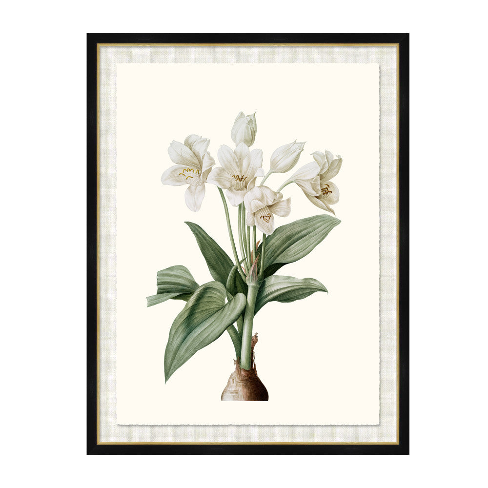 Crinum Gigantum QR-21771.MULTI5.0 by CuratedKravet CuratedKravet A Boatanical masterpiece floating on Kravet Smart linen 34960-101, on Archival paper with a hand deckled edge. Featuring a gold lipped black wood frame. Made to order in the USA. United States </p><p>Dimensions: Length 38, Height 50, Width 1 Paper - 75%, Wood - 20%, Glass - 5% - Fabric Carolina -