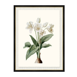 Crinum Gigantum QR-21771.MULTI5.0 by CuratedKravet
