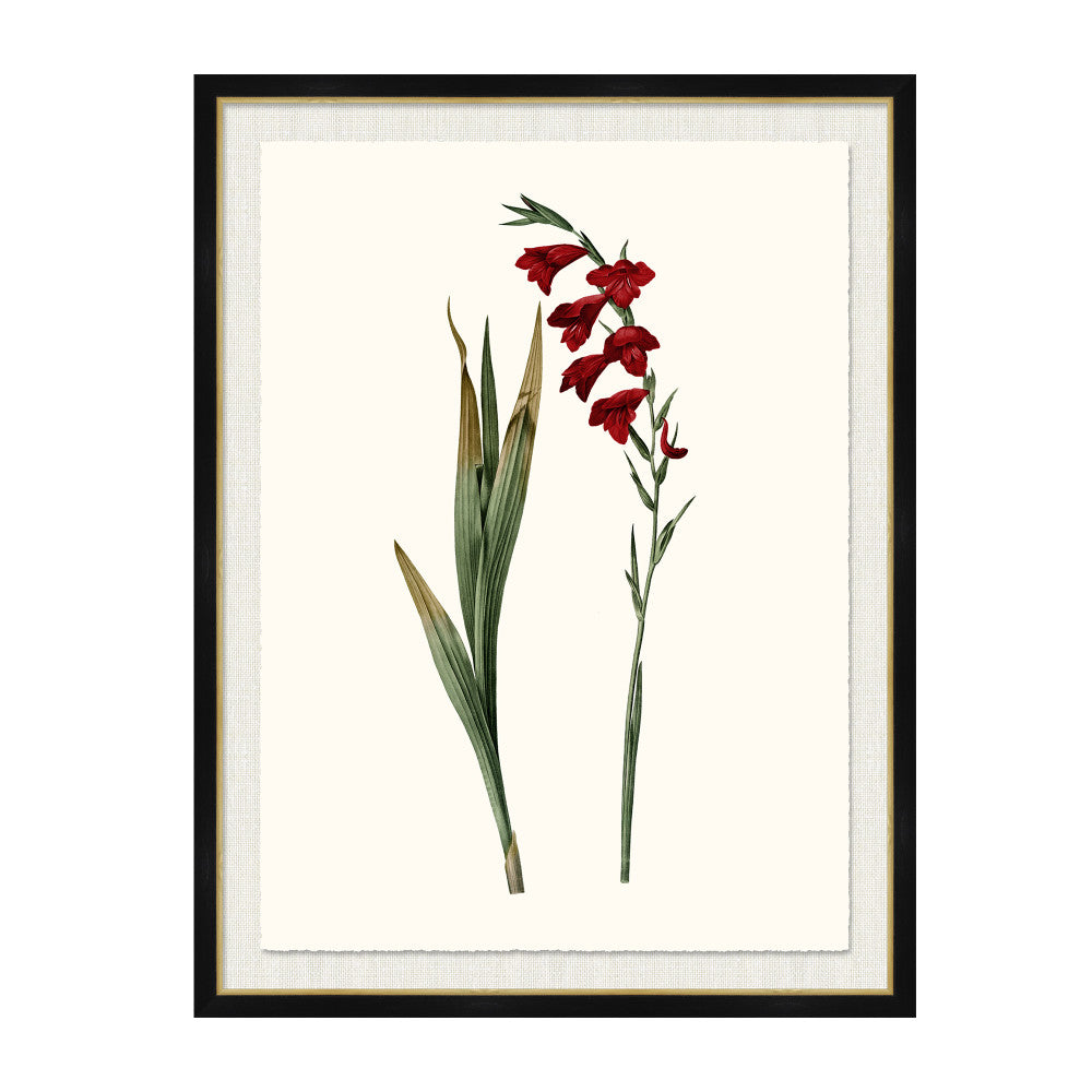 Gladiolus Communis QR-21771.MULTI6.0 by CuratedKravet CuratedKravet A Boatanical masterpiece floating on Kravet Smart linen 34960-101, on Archival paper with a hand deckled edge. Featuring a gold lipped black wood frame. Made to order in the USA. United States </p><p>Dimensions: Length 38, Height 50, Width 1 Paper - 75%, Wood - 20%, Glass - 5% - Fabric Carolina -