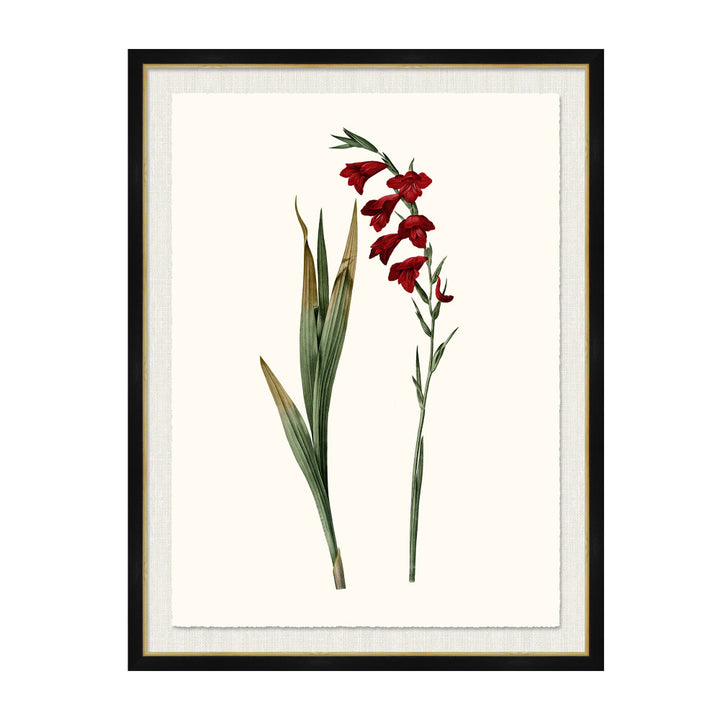 Gladiolus Communis QR-21771.MULTI6.0 by CuratedKravet CuratedKravet A Boatanical masterpiece floating on Kravet Smart linen 34960-101, on Archival paper with a hand deckled edge. Featuring a gold lipped black wood frame. Made to order in the USA. United States </p><p>Dimensions: Length 38, Height 50, Width 1 Paper - 75%, Wood - 20%, Glass - 5% - Fabric Carolina -