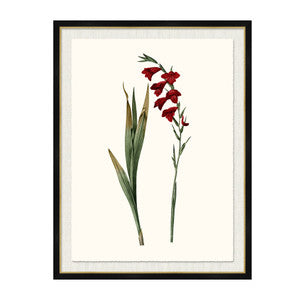 Gladiolus Communis QR-21771.MULTI6.0 by CuratedKravet
