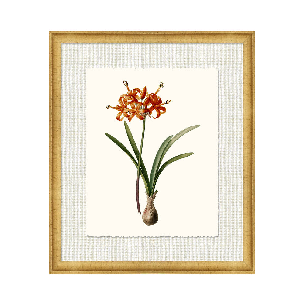 Petite Botanica Xv QR-21773.MULTI15.0 by CuratedKravet CuratedKravet A Boatanical masterpiece floating on Kravet Smart linen 34960-101, on Archival paper with a hand deckled edge. Featuring a 1-inch gold leaf scope frame. United States </p><p>Dimensions: Length 18, Height 21, Width 1 Paper - 75%, Wood - 20%, Glass - 5% - Fabric Carolina -