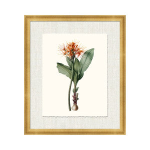 Petite Botanica Xvi QR-21773.MULTI16.0 by CuratedKravet