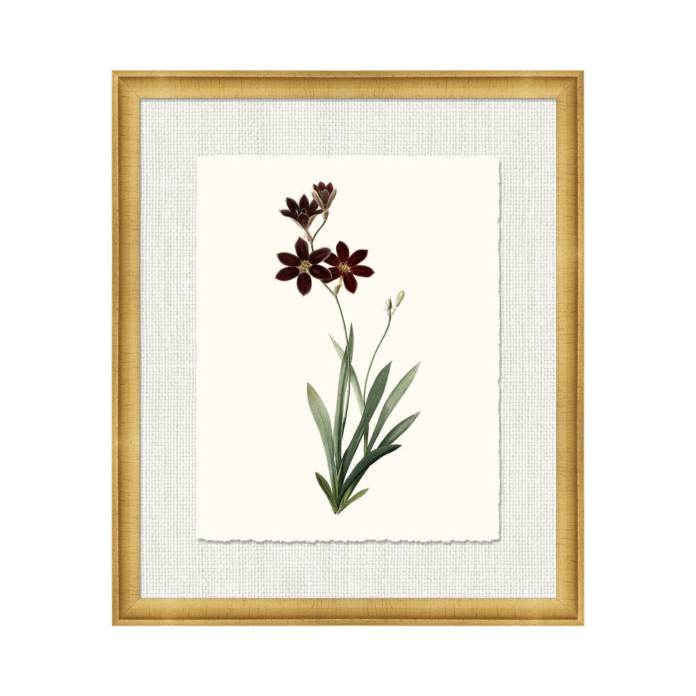 Petite Botanica I QR-21773.MULTI1.0 by CuratedKravet CuratedKravet A Boatanical masterpiece floating on Kravet Smart linen 34960-101, on Archival paper with a hand deckled edge. Featuring a 1-inch gold leaf scope frame. United States </p><p>Dimensions: Length 18, Height 21, Width 1 Paper - 75%, Wood - 20%, Glass - 5% - Fabric Carolina -