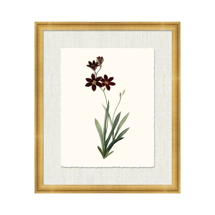 Petite Botanica I QR-21773.MULTI1.0 by CuratedKravet CuratedKravet A Boatanical masterpiece floating on Kravet Smart linen 34960-101, on Archival paper with a hand deckled edge. Featuring a 1-inch gold leaf scope frame. United States </p><p>Dimensions: Length 18, Height 21, Width 1 Paper - 75%, Wood - 20%, Glass - 5% - Fabric Carolina -