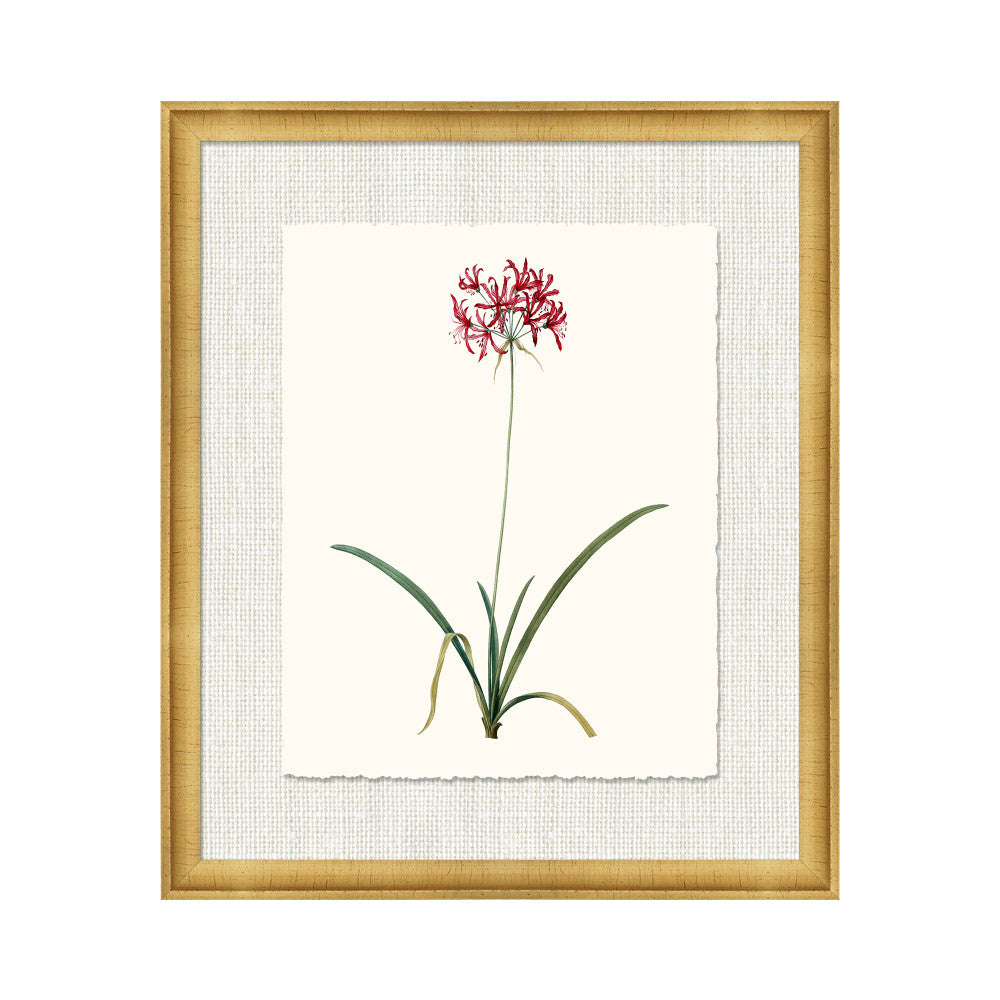 Petite Botanica Xiii QR-21773.MULTI3.0 by CuratedKravet CuratedKravet A Boatanical masterpiece floating on Kravet Smart linen 34960-101, on Archival paper with a hand deckled edge. Featuring a 1-inch gold leaf scope frame. United States </p><p>Dimensions: Length 18, Height 21, Width 1 Paper - 75%, Wood - 20%, Glass - 5% - Fabric Carolina -