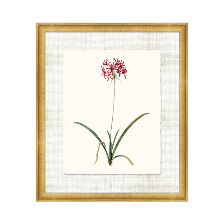 Petite Botanica Xiii QR-21773.MULTI3.0 by CuratedKravet CuratedKravet A Boatanical masterpiece floating on Kravet Smart linen 34960-101, on Archival paper with a hand deckled edge. Featuring a 1-inch gold leaf scope frame. United States </p><p>Dimensions: Length 18, Height 21, Width 1 Paper - 75%, Wood - 20%, Glass - 5% - Fabric Carolina -