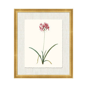 Petite Botanica Xiii QR-21773.MULTI3.0 by CuratedKravet