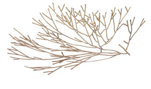 Kombu Sculpture QR-22001.BRSSGLD.0 by CuratedKravet