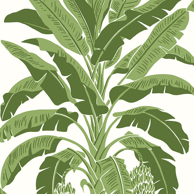 Banana Tree Green T13914 by Thibaut Wallpaper Thibaut Wallpaper Banana Tree Green T13914Wallpaper Palm Grove Wallpaper U.S.A. </p><p>Repeat: V: 36 27 - Fabric Carolina -
