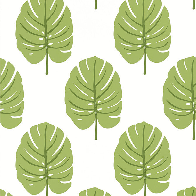 Monstera Apple Green T13955 by Thibaut Wallpaper Thibaut Wallpaper Monstera Apple Green T13955Wallpaper Palm Grove Wallpaper U.S.A. </p><p>Repeat: V: 18 27 - Fabric Carolina -