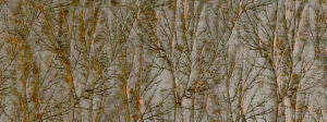 Tivo Patina 246 by Norbar Fabric