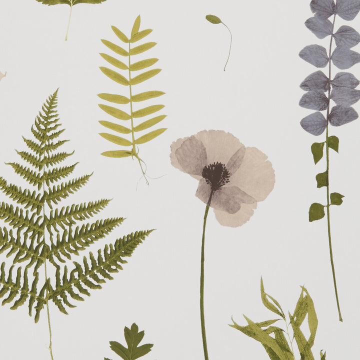 Herbarium Blush by Clarke And Clarke Wallcovering CLARKE & CLARKE BOTANICA United Kingdom Horizontal: and Vertical: 20.5 - Fabric Carolina -