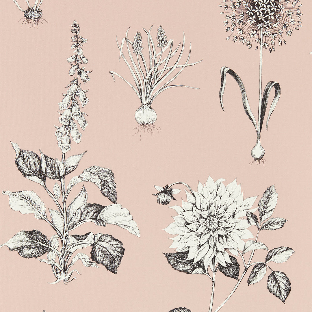 Blush Wp By Clarke & Clarke Wallcovering