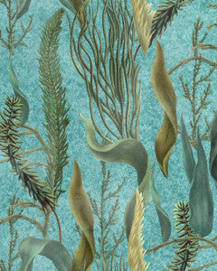 AQUATIC PLANTS Aquamarine Wallpaper (WP20716) by Mind The Gap