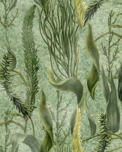 AQUATIC PLANTS Wallpaper (WP20717) by Mind The Gap