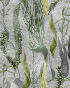 AQUATIC PLANTS Grey Wallpaper (WP20718) by Mind The Gap